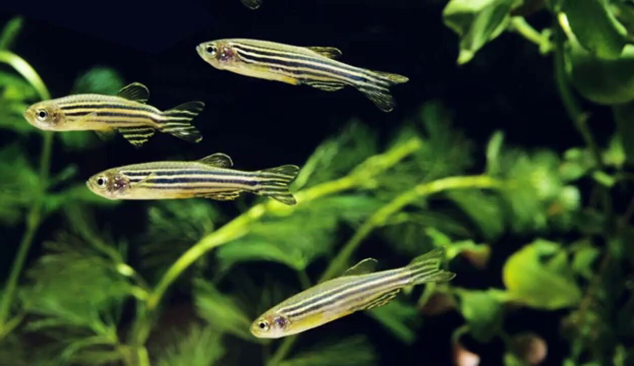 Los peces pueden elegir el d&iacute;a de su nacimiento