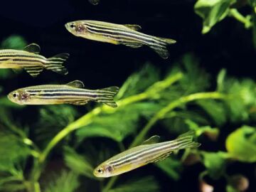 Los peces pueden elegir el d&iacute;a de su nacimiento