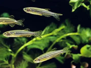 Los peces pueden elegir el día de su nacimiento Los peces pueden elegir el día de su nacimiento