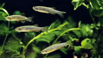 Los peces pueden elegir el día de su nacimiento Los peces pueden elegir el día de su nacimiento