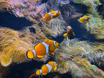 Peces payaso Peces payaso