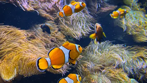 Peces payaso Peces payaso