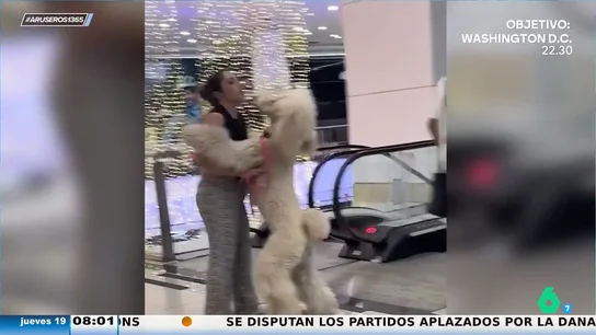 El viral en el que un caniche gigante se sube encima de su dueña por miedo a las escaleras mecánicas El viral en el que un caniche gigante se sube encima de su dueña por miedo a las escaleras mecánicas