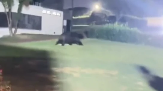 Oso Oso