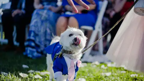 Perro en una boda petfriendly Perro en una boda petfriendly