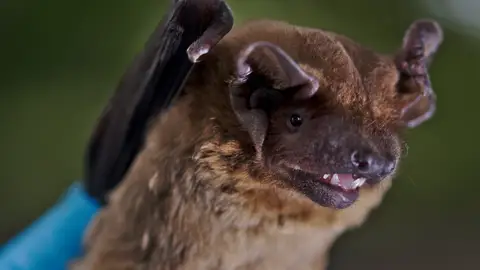 Murciélago nocturno común Murciélago nocturno común