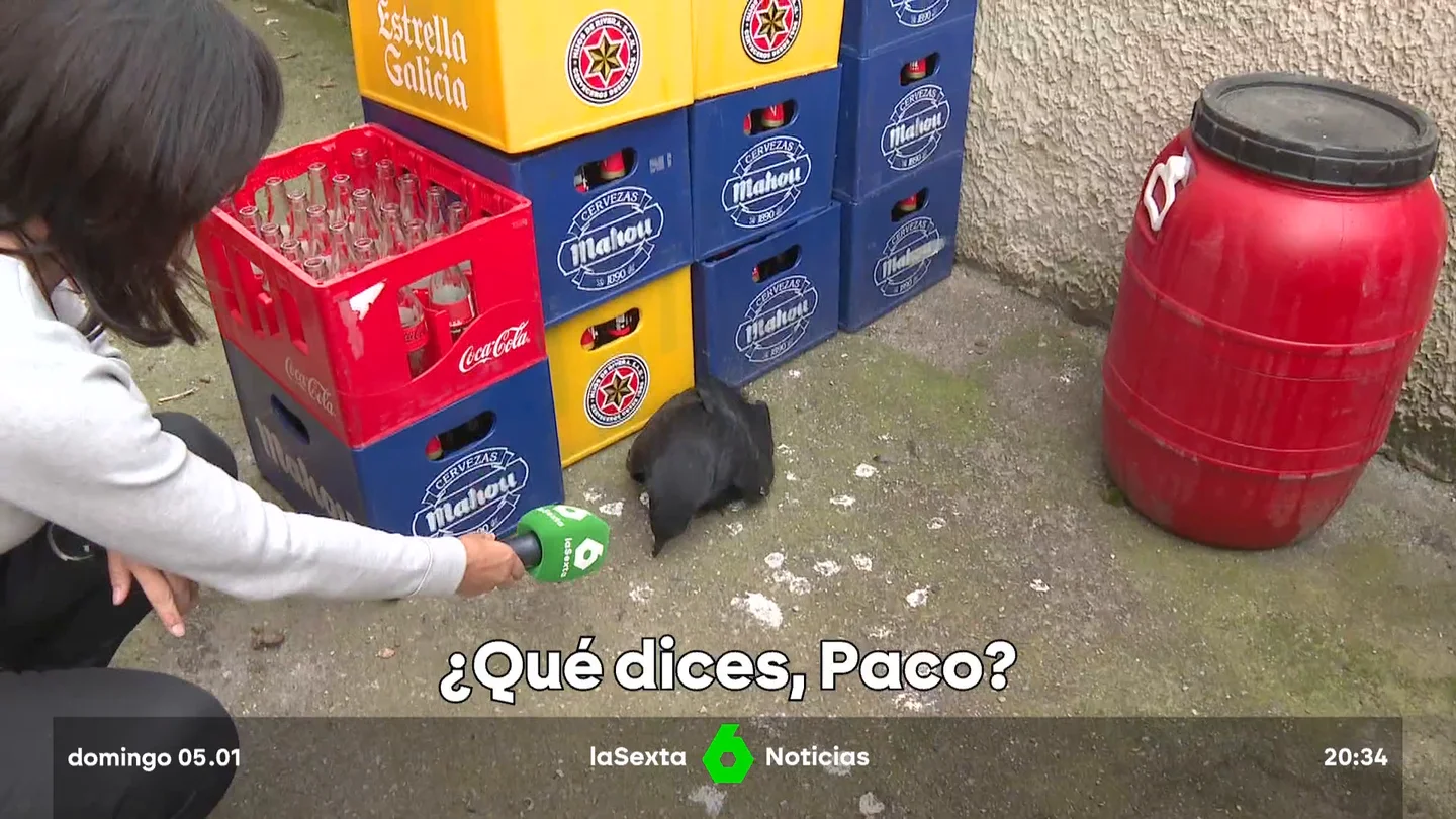 El Cuervo Paco, la corneja que 'habla' y se ha convertido en una estrella de las redes sociales El Cuervo Paco, la corneja que 'habla' y se ha convertido en una estrella de las redes sociales