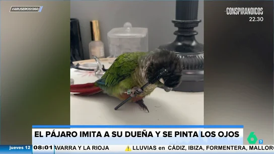 Un loro se viraliza al imitar a su dueña y pintarse los ojos de la misma forma Un loro se viraliza al imitar a su dueña y pintarse los ojos de la misma forma