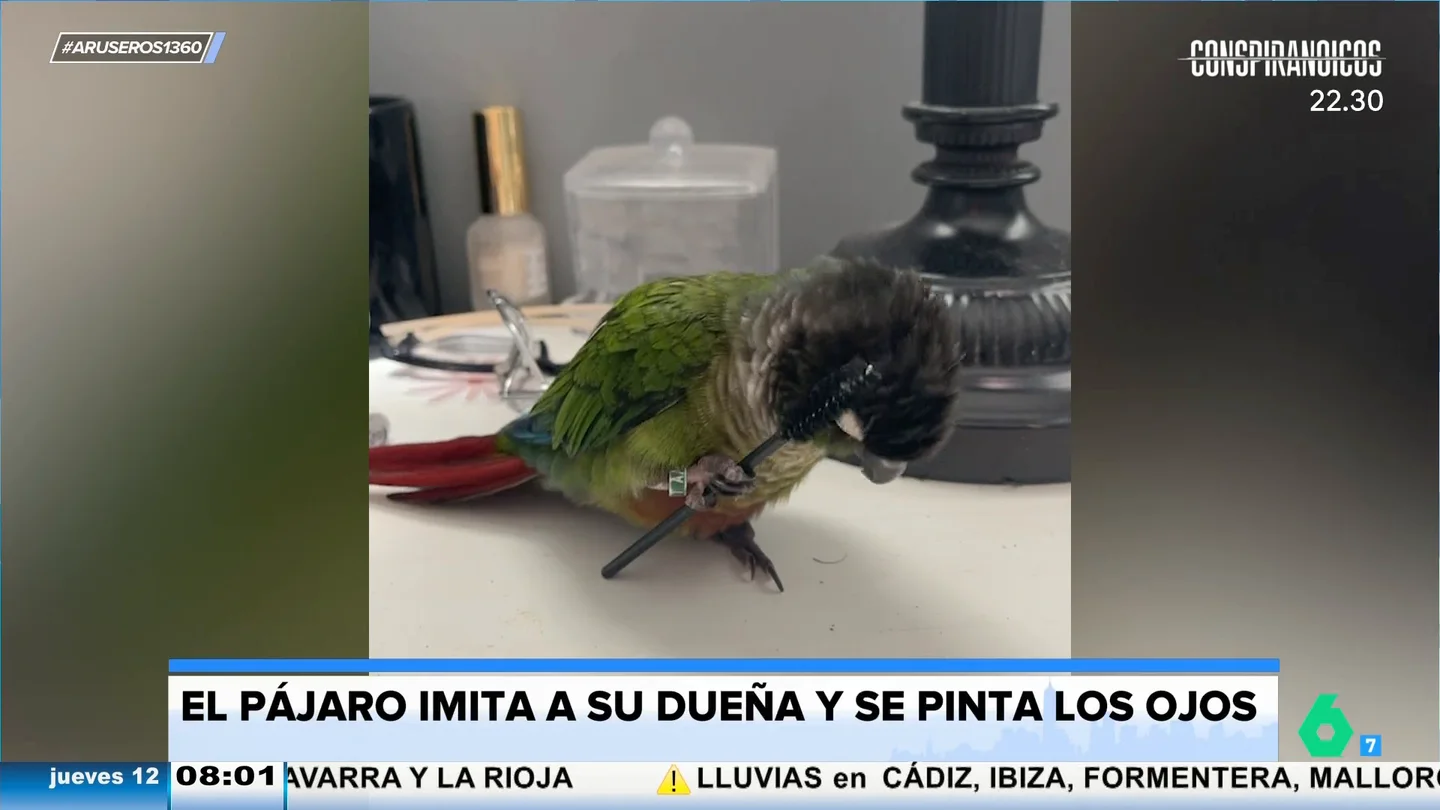 Un loro se viraliza al imitar a su dueña y pintarse los ojos de la misma forma Un loro se viraliza al imitar a su dueña y pintarse los ojos de la misma forma