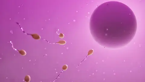 Espermatozoides y óvulo Espermatozoides y óvulo