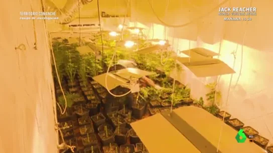 La justificación de un hombre detenido por tener una plantación de marihuana en su casa: "Es para darle de comer a mis 20 nietos" La justificación de un hombre detenido por tener una plantación de marihuana en su casa: "Es para darle de comer a mis 20 nietos"