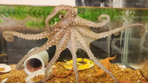 Esta estructura segmentada proporciona a los pulpos un control preciso sobre sus ocho brazo Esta estructura segmentada proporciona a los pulpos un control preciso sobre sus ocho brazo