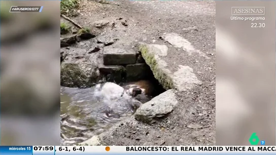El divertido vídeo viral del perro que juega solo tirando la pelota a un río: "Como si fuera hijo único" El divertido vídeo viral del perro que juega solo tirando la pelota a un río: "Como si fuera hijo único"