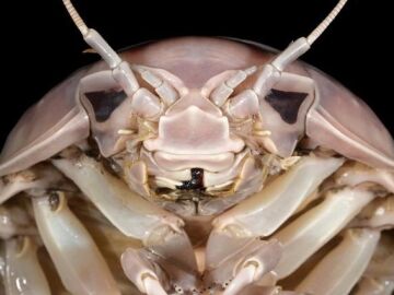 Imagen del insecto Darth Vader