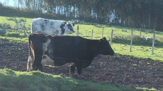 El estado físico de una de las vacas rescatadas en 2022 El estado físico de una de las vacas rescatadas en 2022