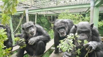 Tres chimpancés en un recinto sujetando ramas frondosas