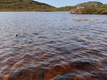 Lago cerca de Kangerlussuaq, en Groenlandia, que se ha vuelto marrón Lago cerca de Kangerlussuaq, en Groenlandia, que se ha vuelto marrón