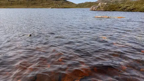 Lago cerca de Kangerlussuaq, en Groenlandia, que se ha vuelto marrón Lago cerca de Kangerlussuaq, en Groenlandia, que se ha vuelto marrón