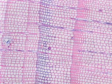 Un anillo azul formado en 1902 en un &aacute;rbol en el norte de Noruega