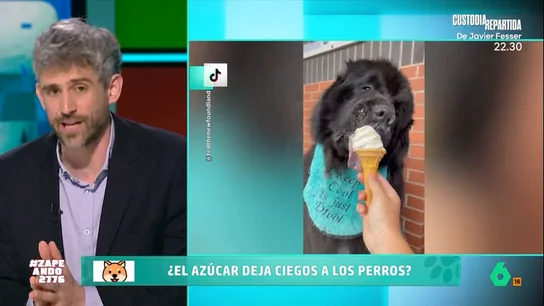 ¿El azúcar causa ceguera en los perros? Víctor Algra desmonta el mito en Zapeando ¿El azúcar causa ceguera en los perros? Víctor Algra desmonta el mito en Zapeando