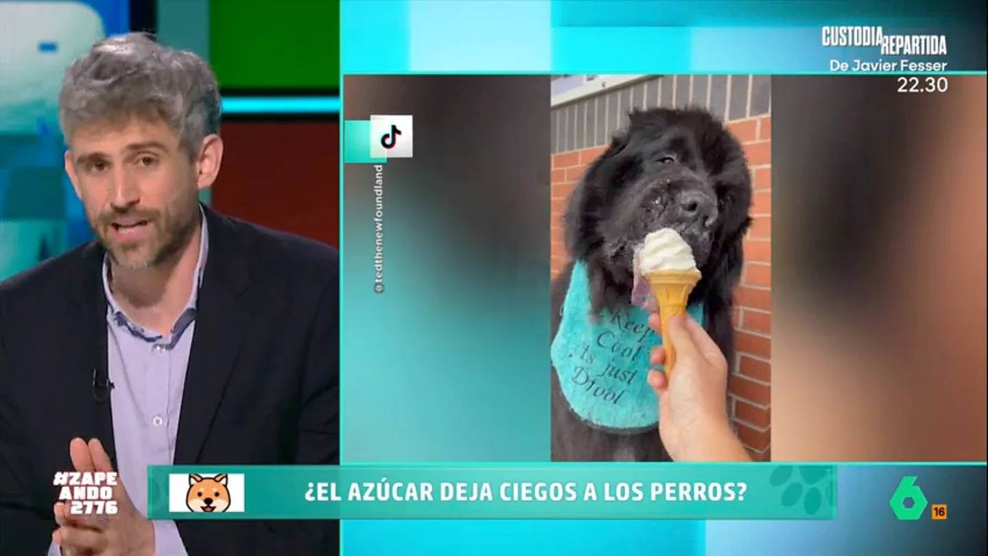 ¿El azúcar causa ceguera en los perros? Víctor Algra desmonta el mito en Zapeando ¿El azúcar causa ceguera en los perros? Víctor Algra desmonta el mito en Zapeando