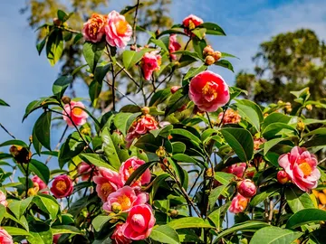 Camelias Camelias