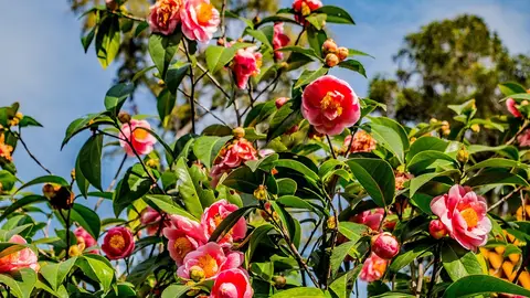 Camelias Camelias