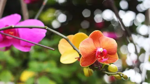 Orquídeas Orquídeas