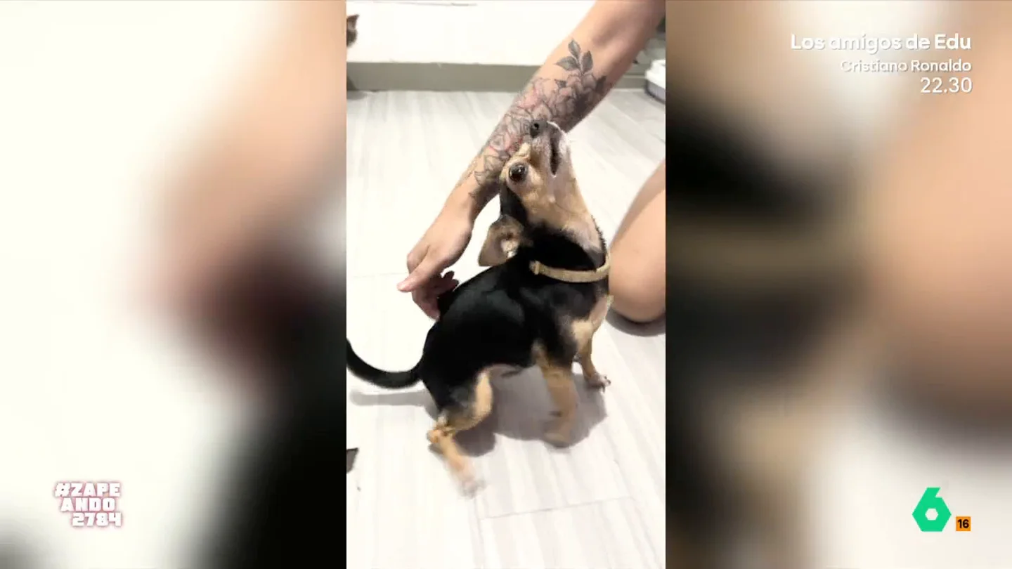 Asi reacciona un perrito cuando le acarician el lomo: "Es la primera vez que veo a un perro perrear" El animal tiene una divertida y curiosa reacción cuando su dueño decide rascarle el lomo. "O es el perro más raro del mundo o se ha tragado un móvil y le ha entrado una llamada", afirma Isabel Forner.