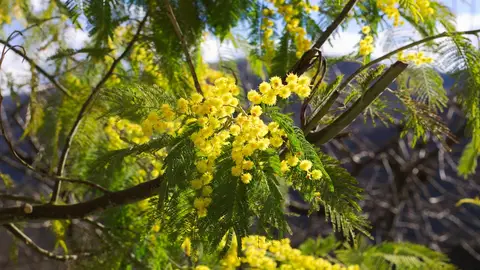 Mimosas Mimosas