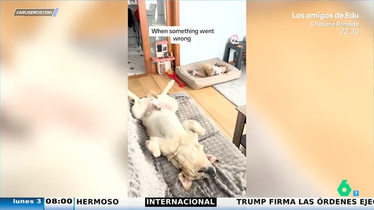 Un perro y una niña se intercambian el sofá y la cama a la hora de dormir: ¿quién le ha robado antes la cama a quién? Un perro y una niña se intercambian el sofá y la cama a la hora de dormir: ¿quién le ha robado antes la cama a quién?