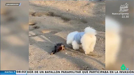 El vídeo que demuestra que los patos pueden ser buenísimos actores: "El perro duda de si la ha palmado de verdad" El vídeo que demuestra que los patos pueden ser buenísimos actores: "El perro duda de si la ha palmado de verdad"