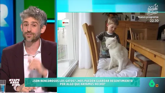 Víctor Algra resuelve el misterio: ¿son rencorosos los gatos? Los mininos pueden tener un carácter especial y, después de varios días sin ver a sus dueños, pueden mostrarse enfadados con ellos y reaccionar de maneras muy diversas. Pero, ¿es realmente rencor o su reacción se debe a otra cosa?