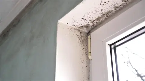 Moho en casa Moho en casa