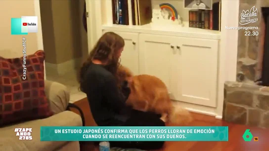 Un estudio japonés demuestra que los perros lloran de emoción cuando se reencuentran con sus dueños Víctor Algra ha traído al programa unas tiras reactivas que permiten medir la producción de lágrimas. Este elemento fue utilizado en dicho estudio para saber si había variaciones cuando los canes veían a su persona favorita.