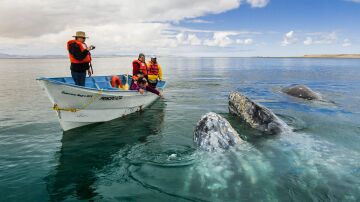 Ballenas grises en Baja California Sur