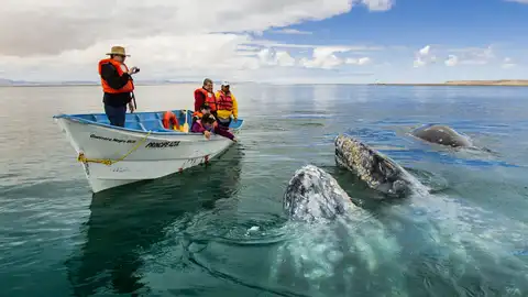 Ballenas grises en Baja California Sur Ballenas grises en Baja California Sur