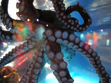 Pulpo Pulpo