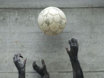 Bonobos jugando con un bal&oacute;n