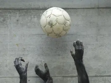 Bonobos jugando con un balón Bonobos jugando con un balón