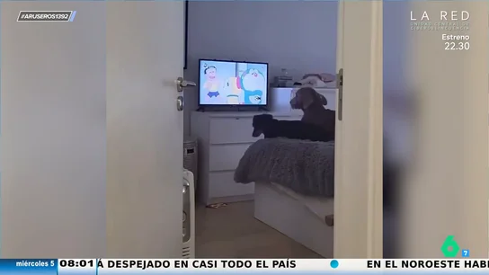 Así protestan unos perros cuando su dueño quita a Doraemon de la televisión Así protestan unos perros cuando su dueño quita a Doraemon de la televisión