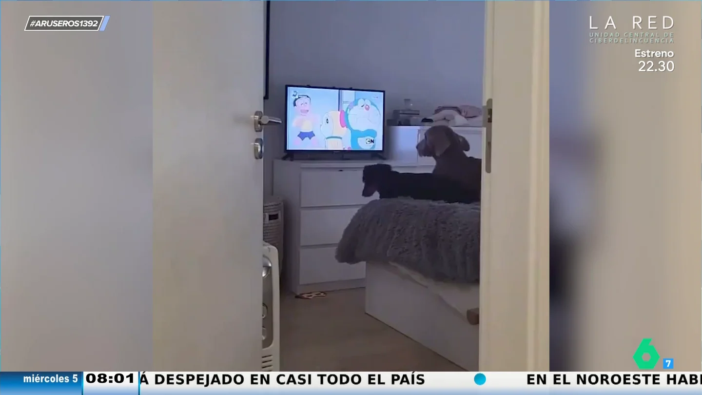 Así protestan unos perros cuando su dueño quita a Doraemon de la televisión Así protestan unos perros cuando su dueño quita a Doraemon de la televisión