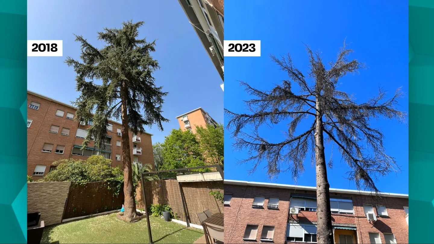 Cuidado con talar un árbol (aunque esté en tu propiedad): el Ayuntamiento de Madrid multa con 120.000 euros a un vecino Cuidado con talar un árbol (aunque esté en tu propiedad): el Ayuntamiento de Madrid multa con 120.000 euros a un vecino