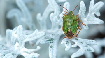 insectos en el campo