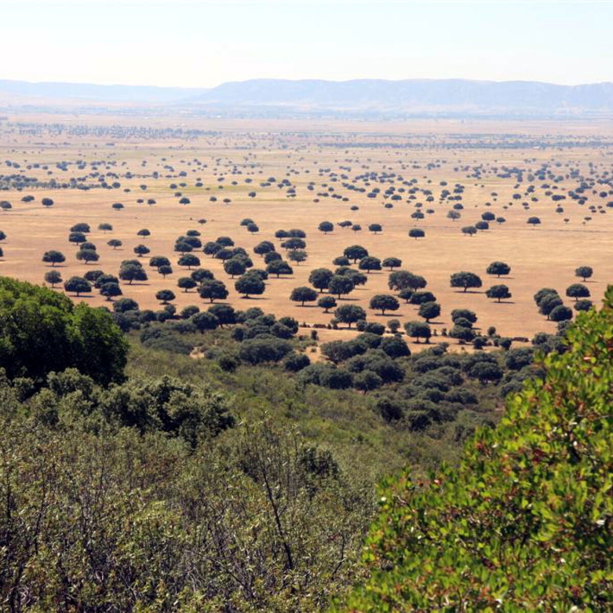 Conoce el el Parque Nacional de Cabañeros, el Serengeti español