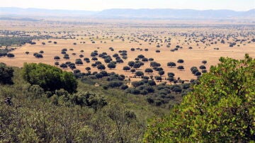 Parque Nacional de Cabañeros, el Serengeti español