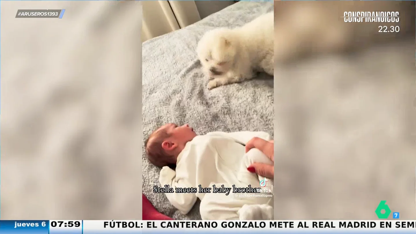 La entrañable reacción de una perrita al conocer a la bebé humana recién nacida: "Lo que quiere es jugar" La entrañable reacción de una perrita al conocer a la bebé humana recién nacida: "Lo que quiere es jugar"