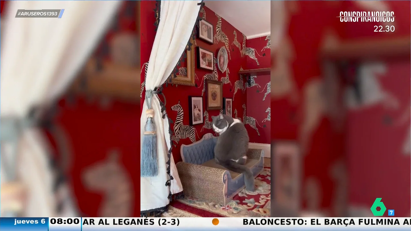 Viviendo como un rey: así es la habitación viral que ha diseñado una dueña a su gato Viviendo como un rey: así es la habitación viral que ha diseñado una dueña a su gato
