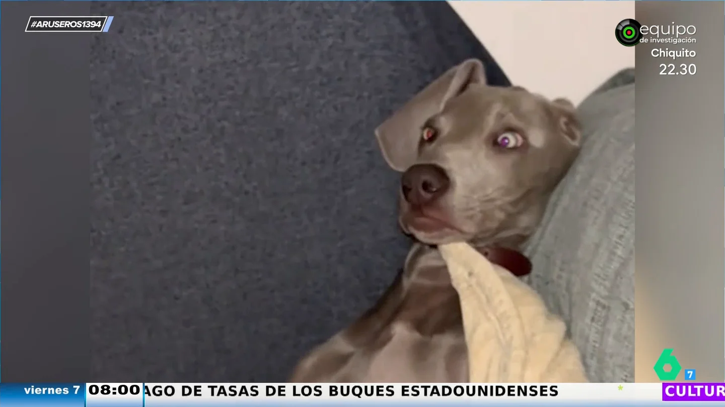 "¡Alfonso! ¡Que ya es por la mañana!": el divertido vídeo viral del perro que no se quiere levantar "¡Alfonso! ¡Que ya es por la mañana!": el divertido vídeo viral del perro que no se quiere levantar