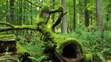 Bosque de Białowieża de Polonia